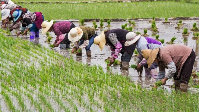 Parceria nas áreas de Agricultura e Pecuária